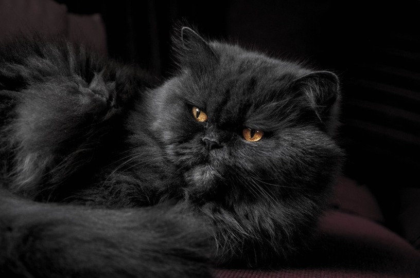 black cat with attitude